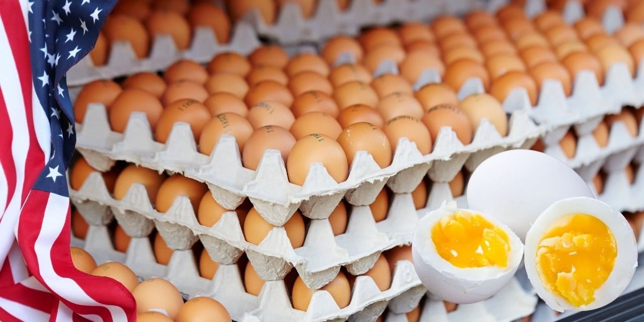 salgin vurdu abd turkiyeden milyonlarca yumurta aldi 7wVVIu17