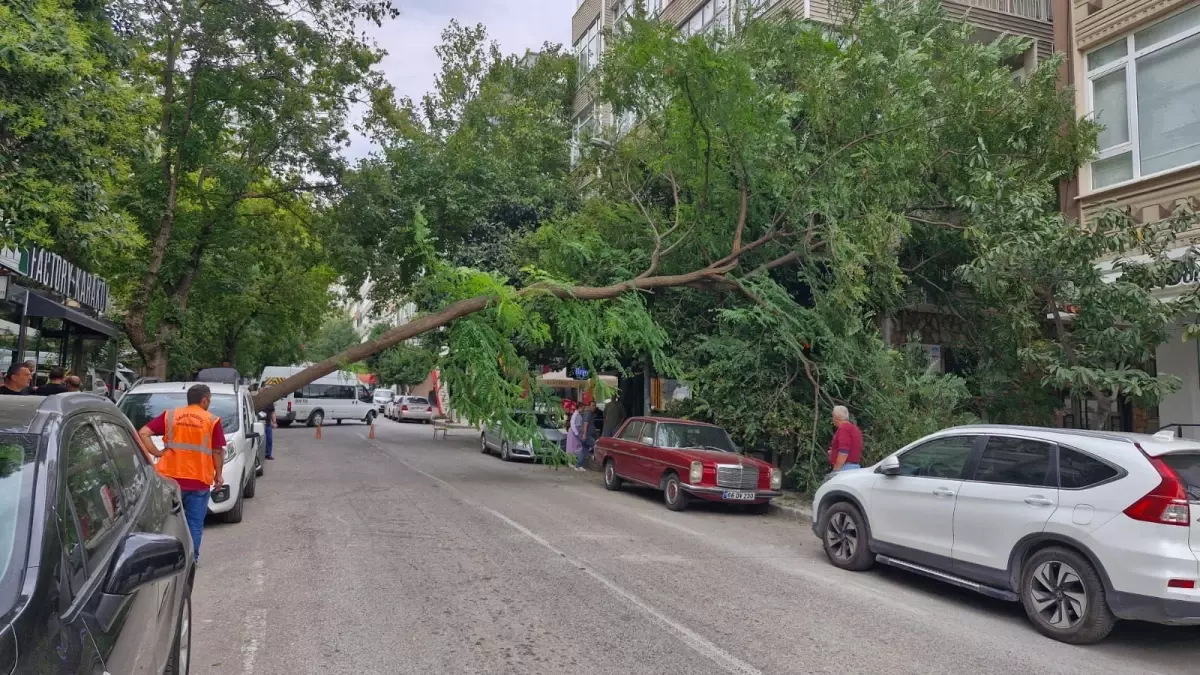 samsunda kuvvetli ruzgar agac devirtti 2uxWVfbt