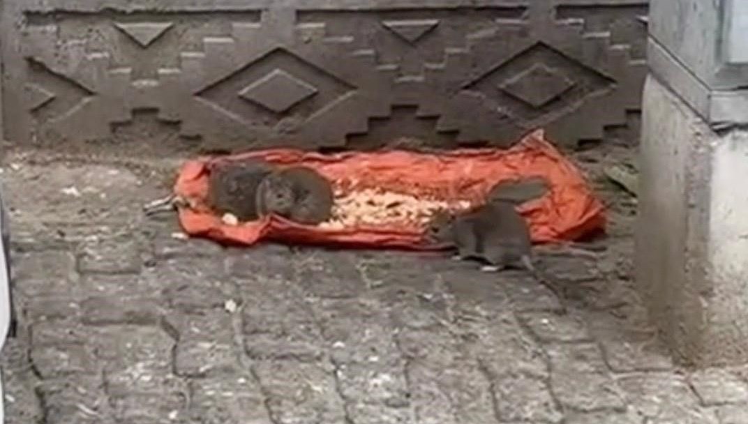 tekirdagda fareler sokaklari basti iPnadmXl.jpg