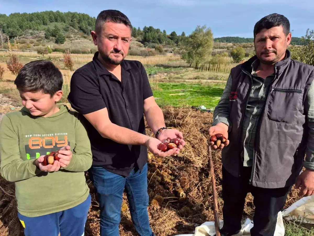 denizlide alandiz kestanesi hasadi basladi Cy2eRCh1.jpg