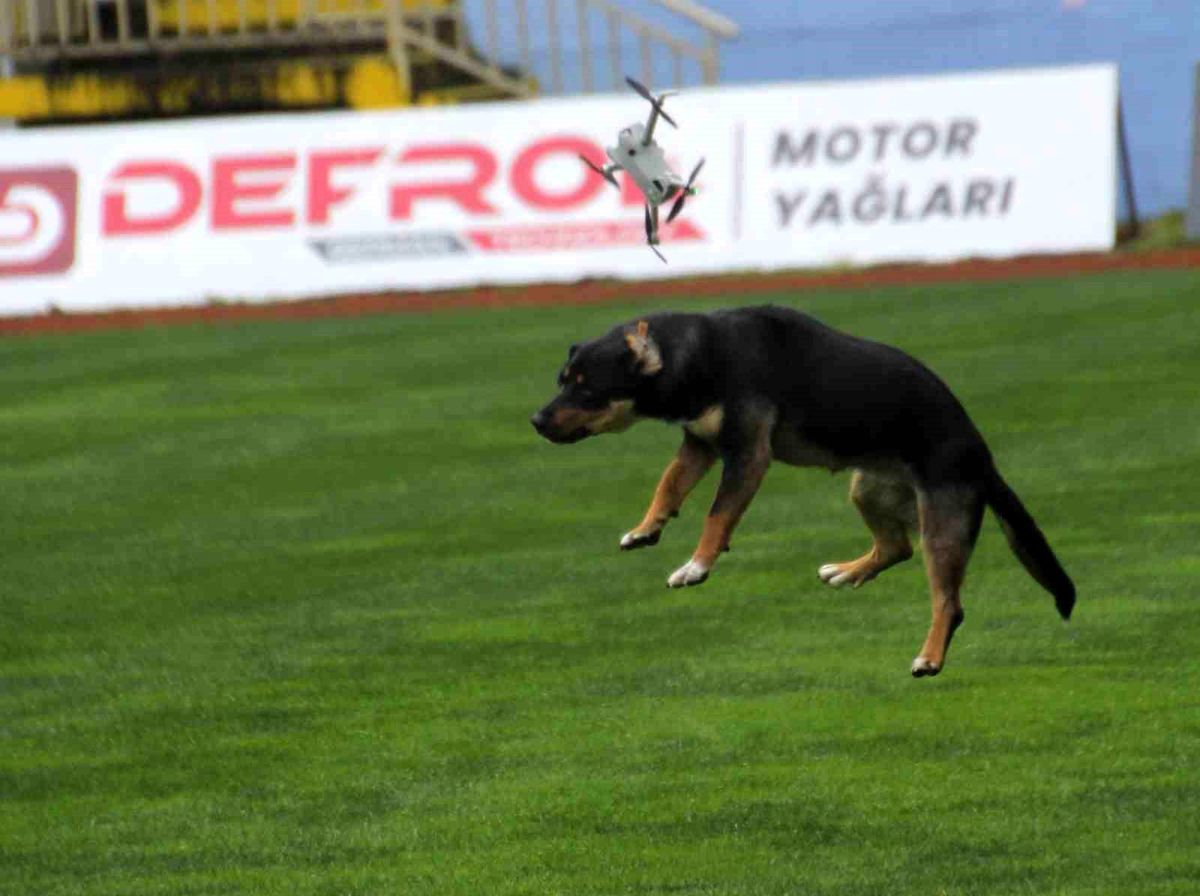 19 Mayıs Kutlamalarında Şaşkınlık Yaratan Olay: Başıboş Köpek Dronu Düşürdü